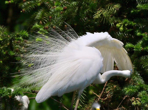 白鹭公园-三亚市必去景点