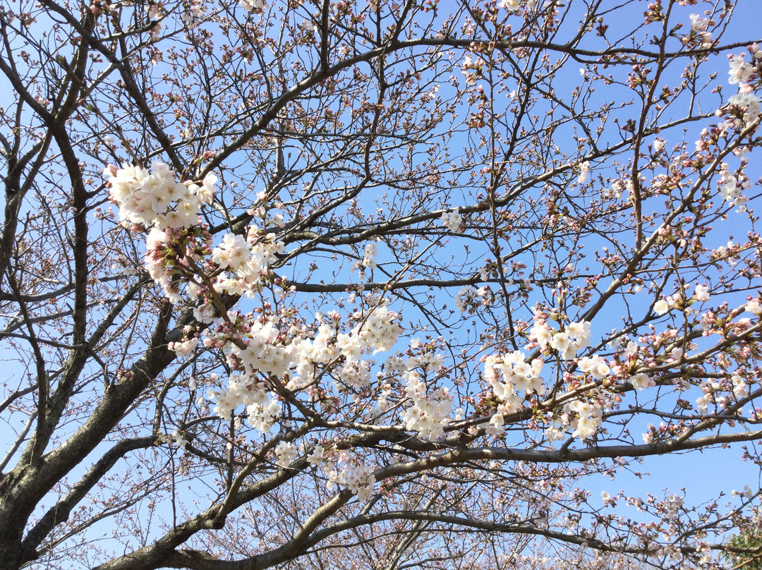 Daihorikawa Riverside Park-柏市必去景点