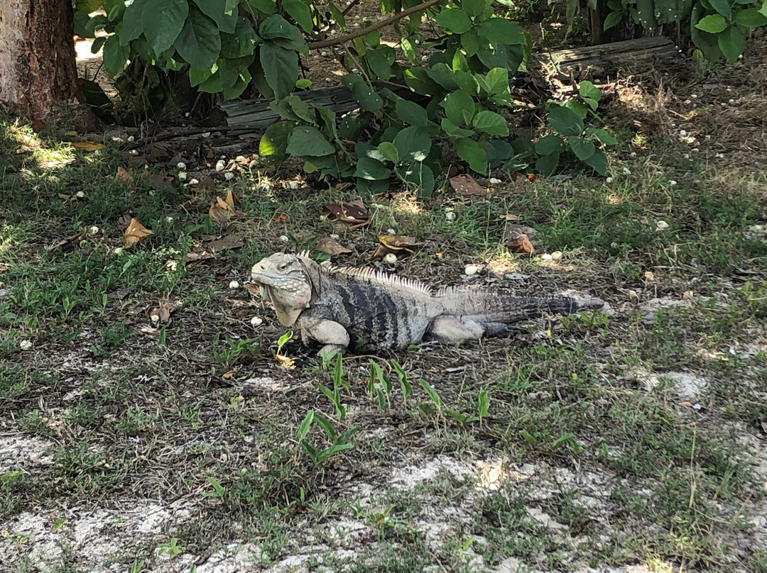 Little Cayman Museum景点图片