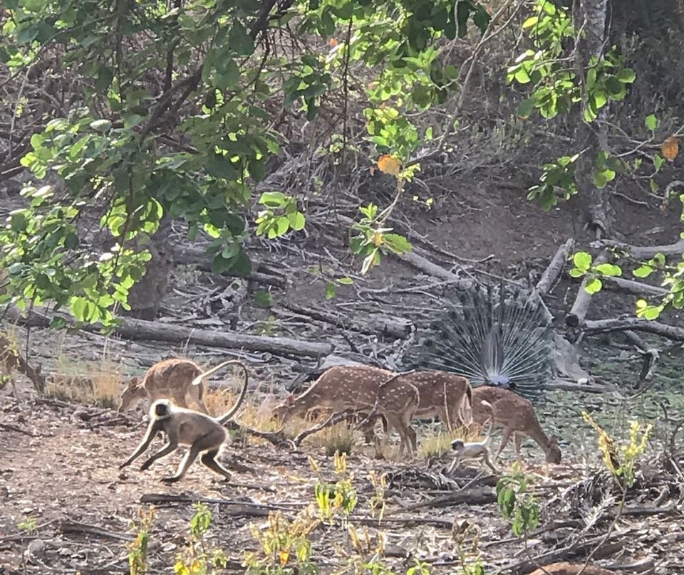 Sariska National Park景点图片