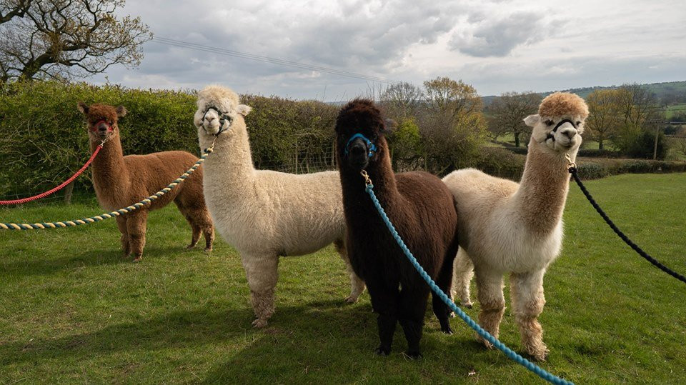 Lindway Springs Alpacas景点图片