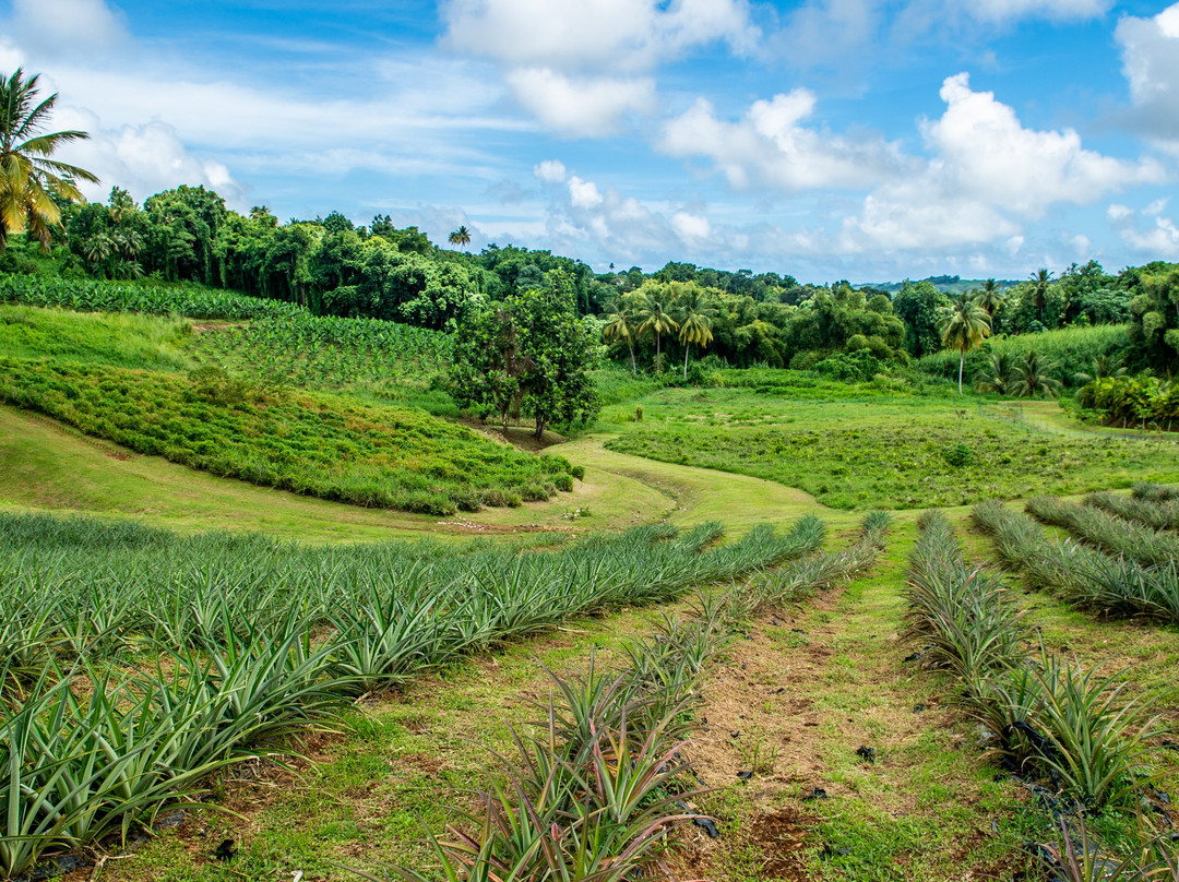 Royal Jus et Confitures de Fruits Tropicaux-Gros-Morne必去景点