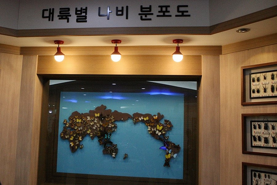 Hampyeong Expo Park - Butterfly Insect Specimen Exhibition hall-咸平郡必去景点