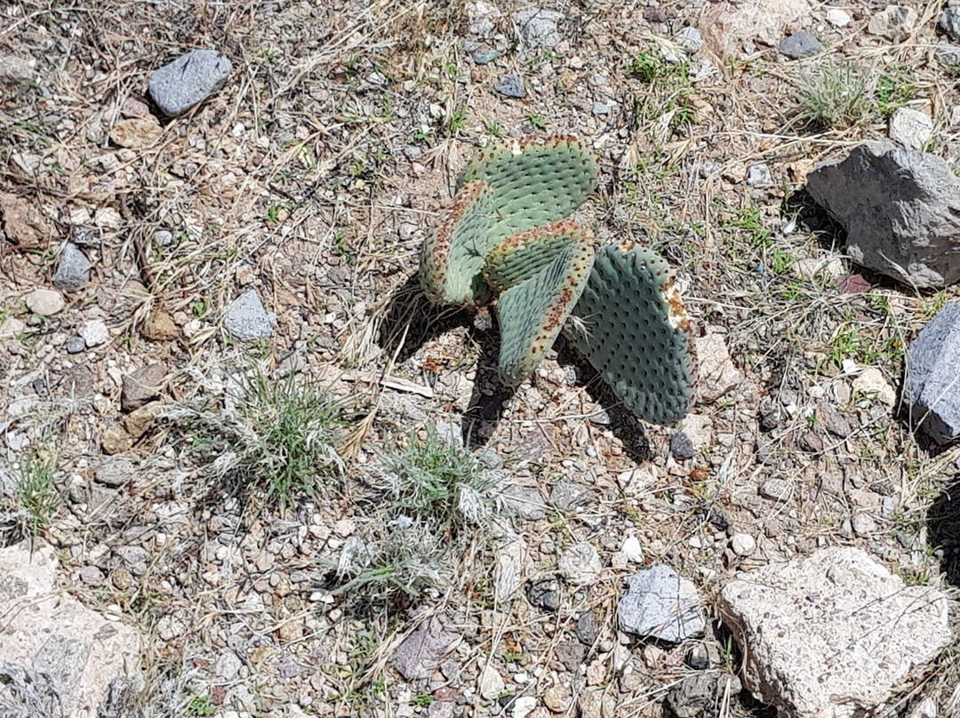 Wee Thump Joshua Tree Wilderness景点图片