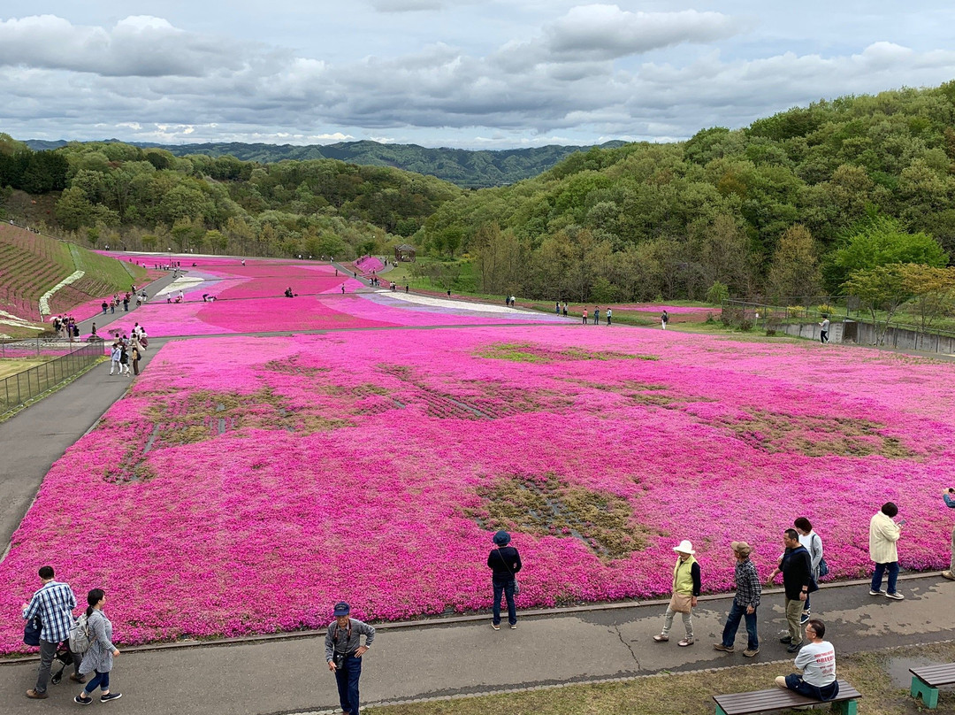 Ichikaimachi Shibazakura Park景点图片