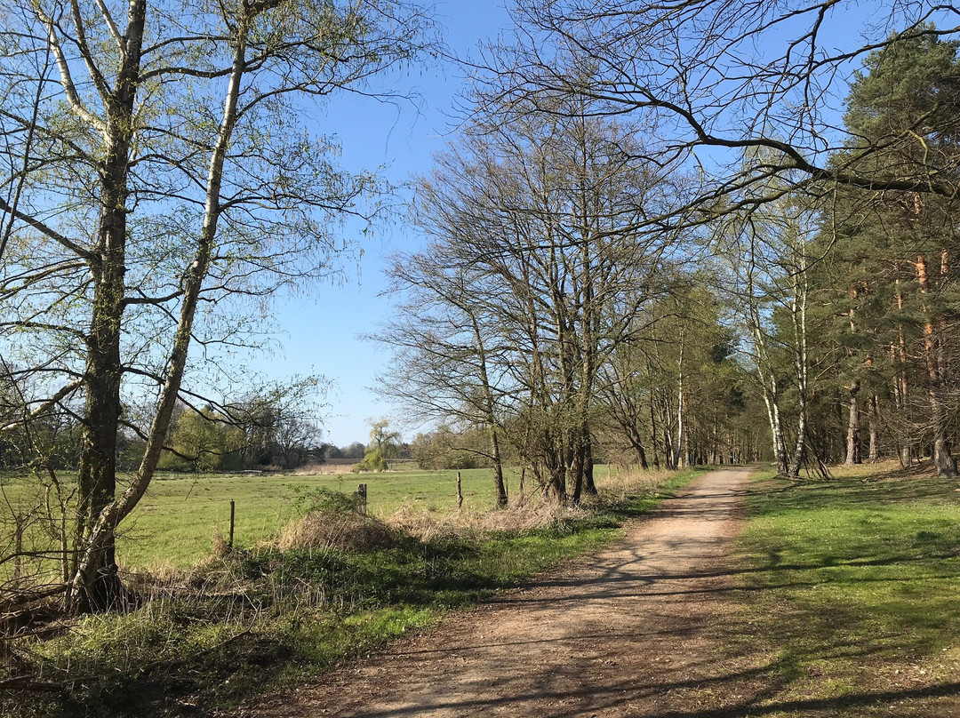 Bienenbuettel旅游景点-Klein Büenstorfer Heide