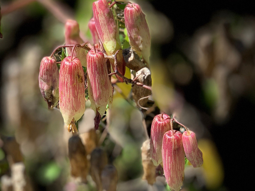 Mound Key Archeological State Park-埃斯特罗必去景点