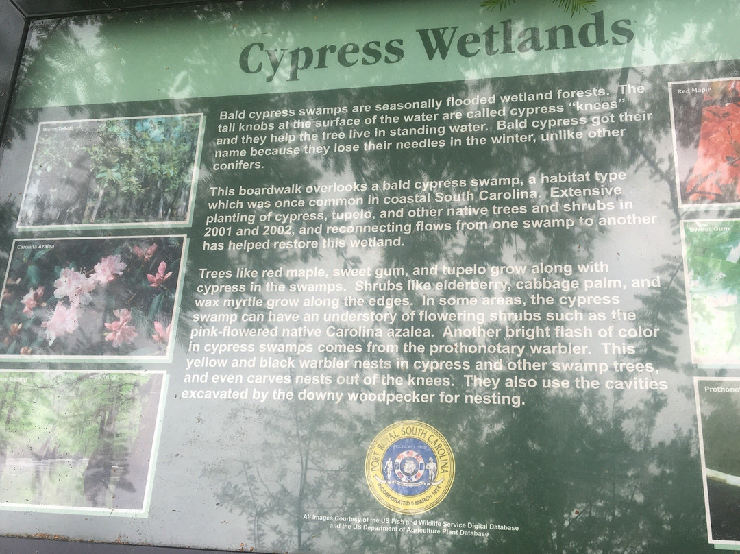 Cypress Wetlands景点图片