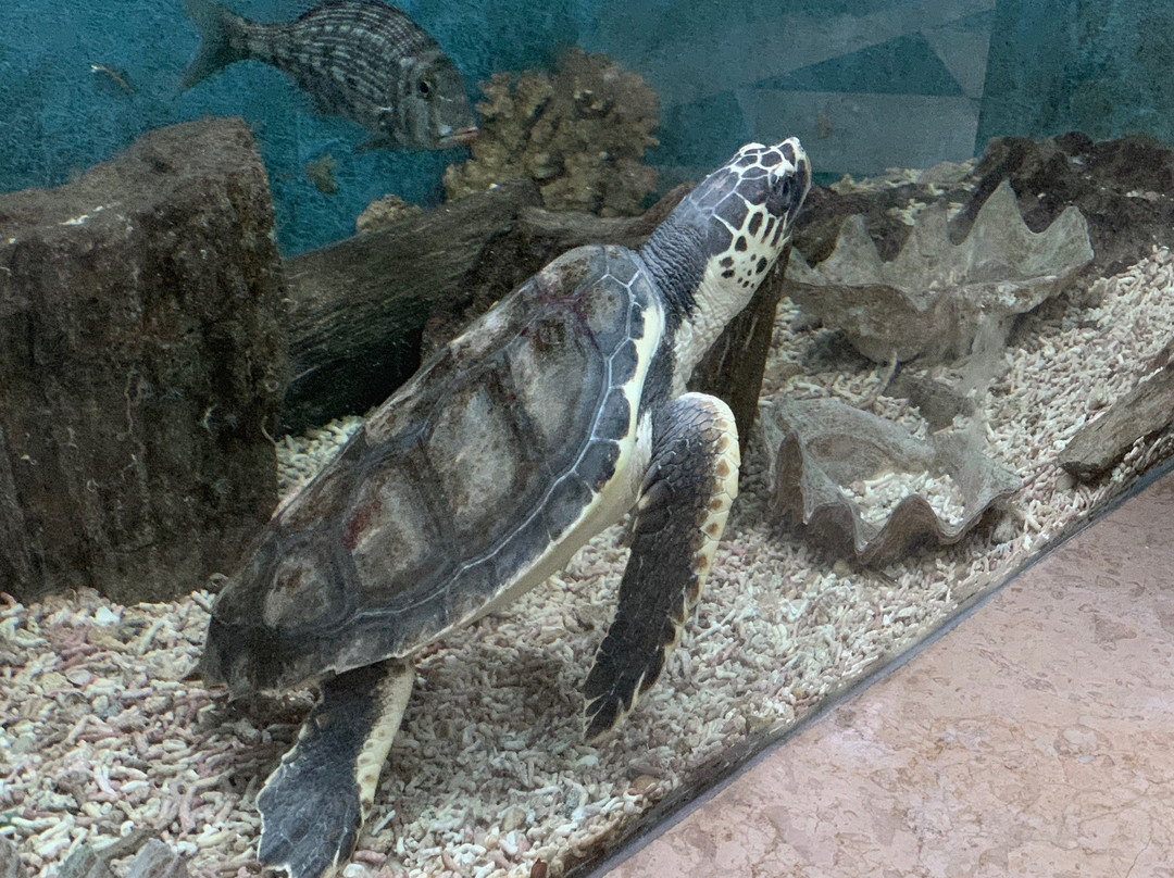 Aquarium Museum-亚历山大必去景点