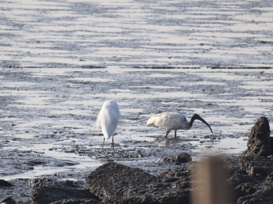 Sewri Jetty-孟买必去景点