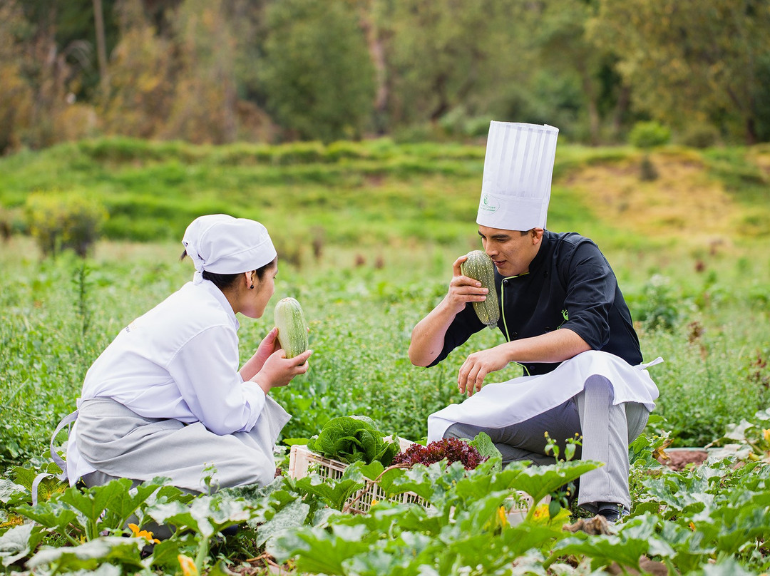 Green House Organic Concept