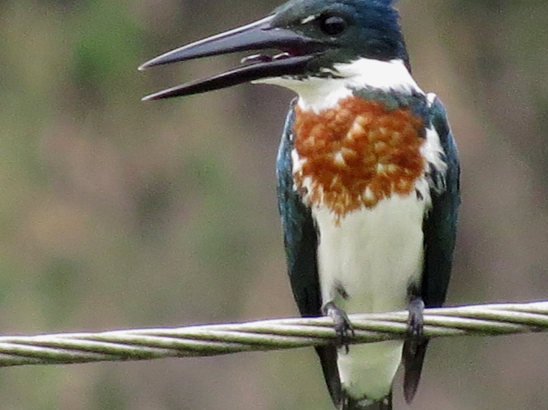 Los Colores Ecoparque主图