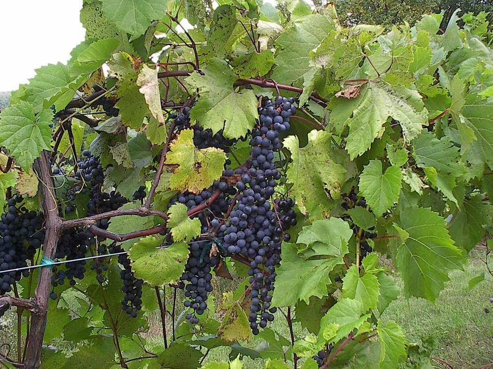 Poocham Hill Winery-Westmoreland必去景点