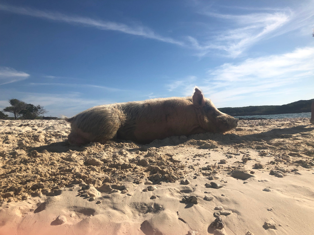 Pig Beach景点图片