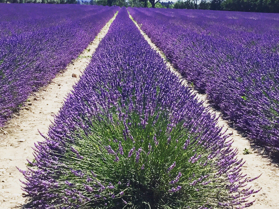 Provence by Flore景点图片