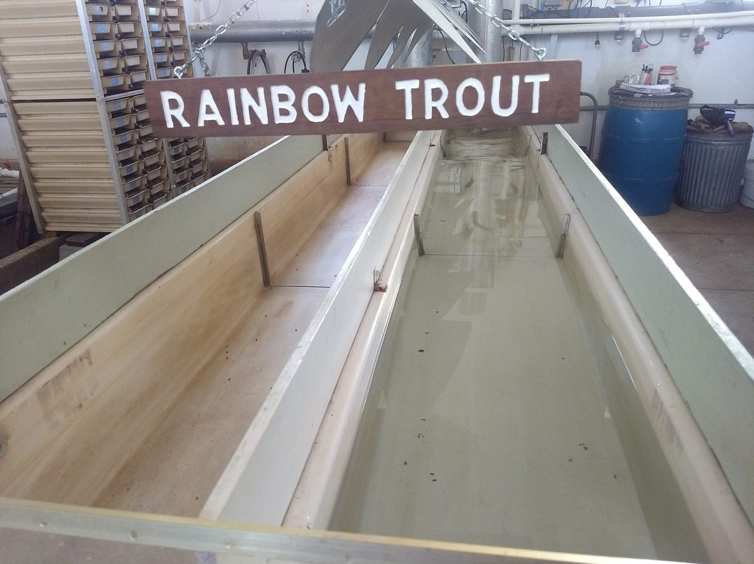 Mt. Whitney Fish Hatchery-Independence必去景点