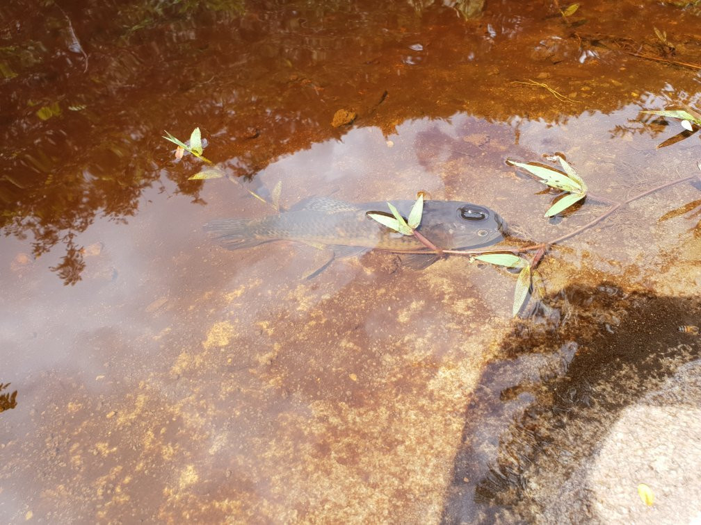 Crique Canceler-Sinnamary必去景点