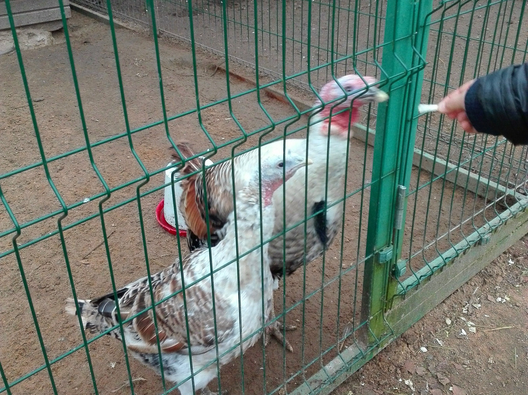Ostrich Farm Strausiny Khutor景点图片