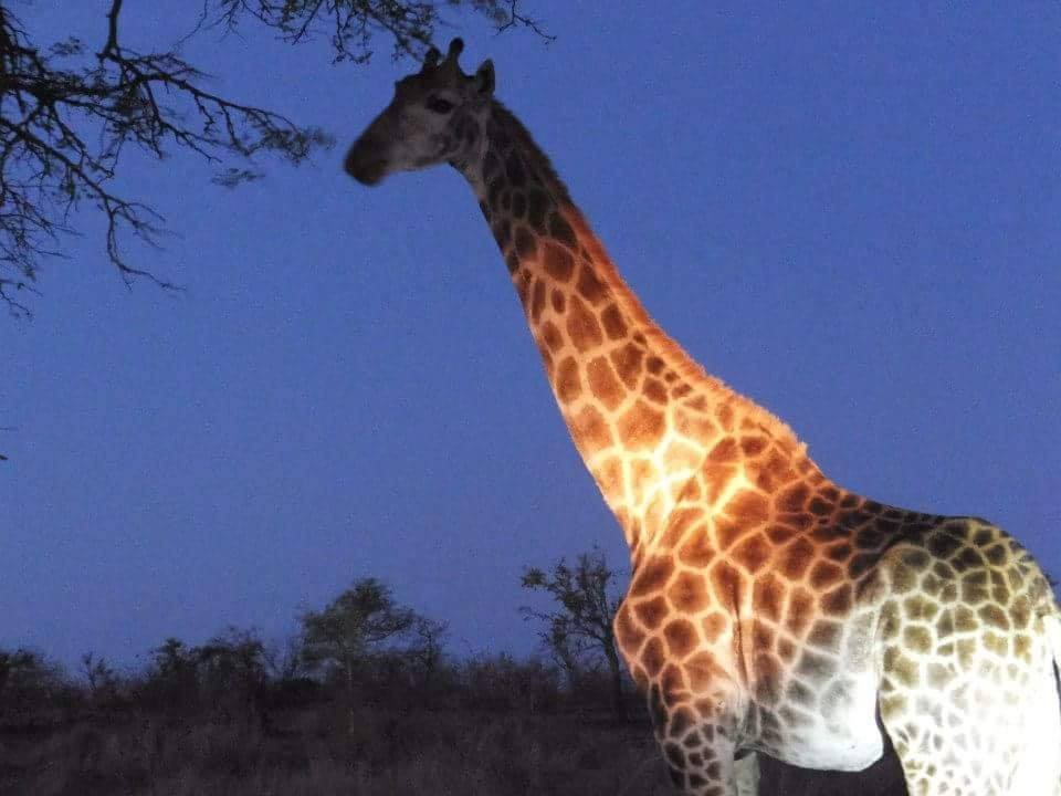 Kruger National Park Night Drive-玛洛斯帕克必去景点