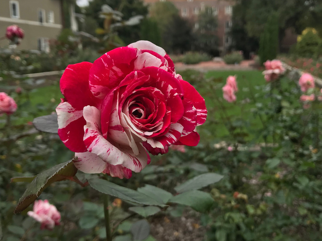 Merrick Rose Garden景点图片