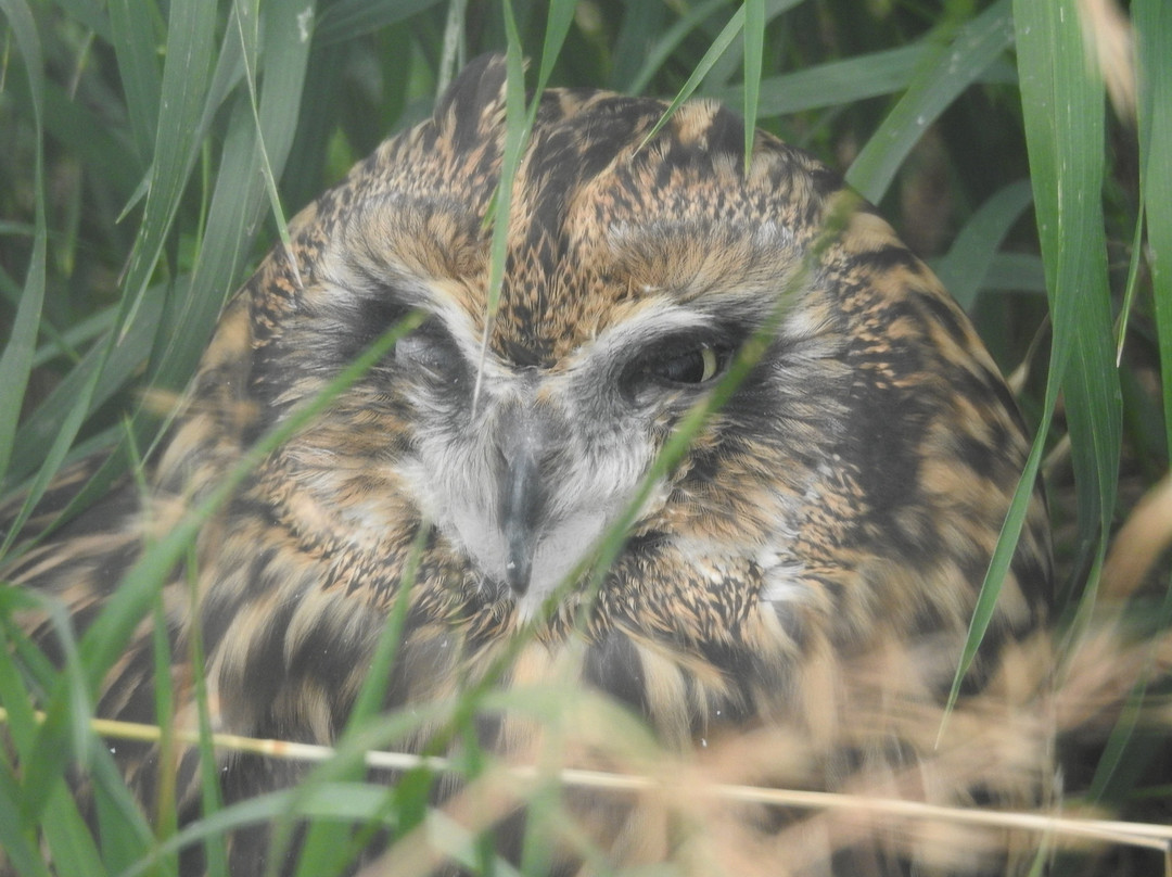 Saskatchewan Burrowing Owl Interpretive Centre-穆斯乔必去景点