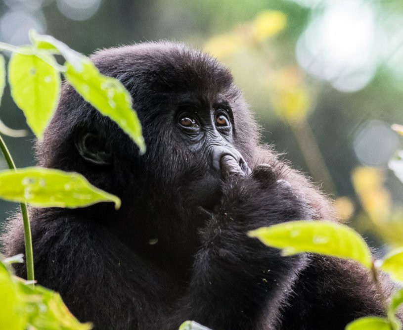 Marlene Africa Safaris-坎帕拉必去景点