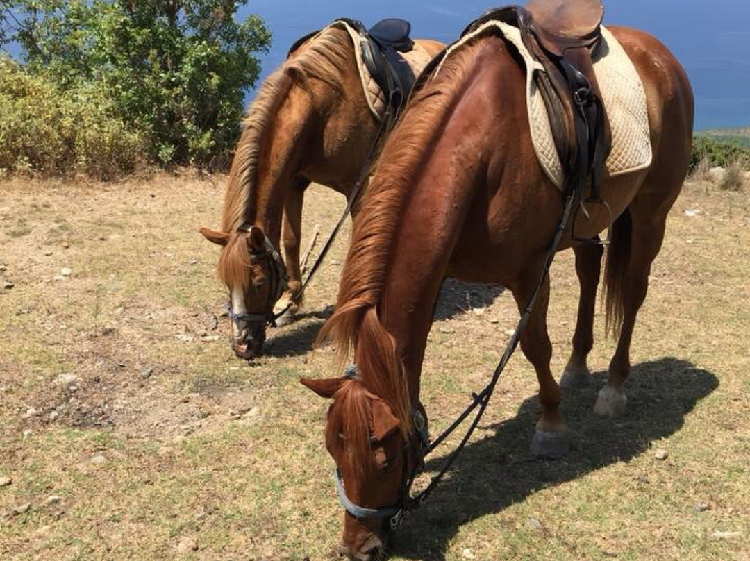 Horse Riding by Tours in Alanya景点图片