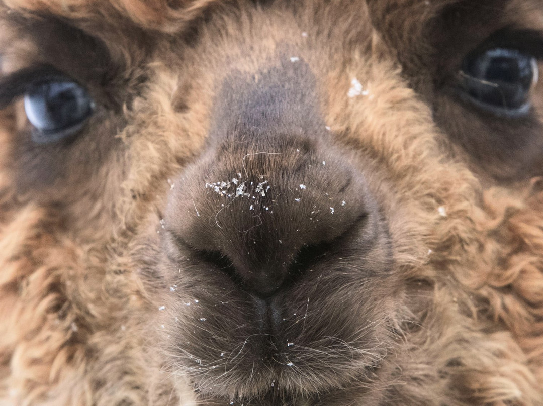 Alpagas Fibrefine-Sainte-Eulalie必去景点