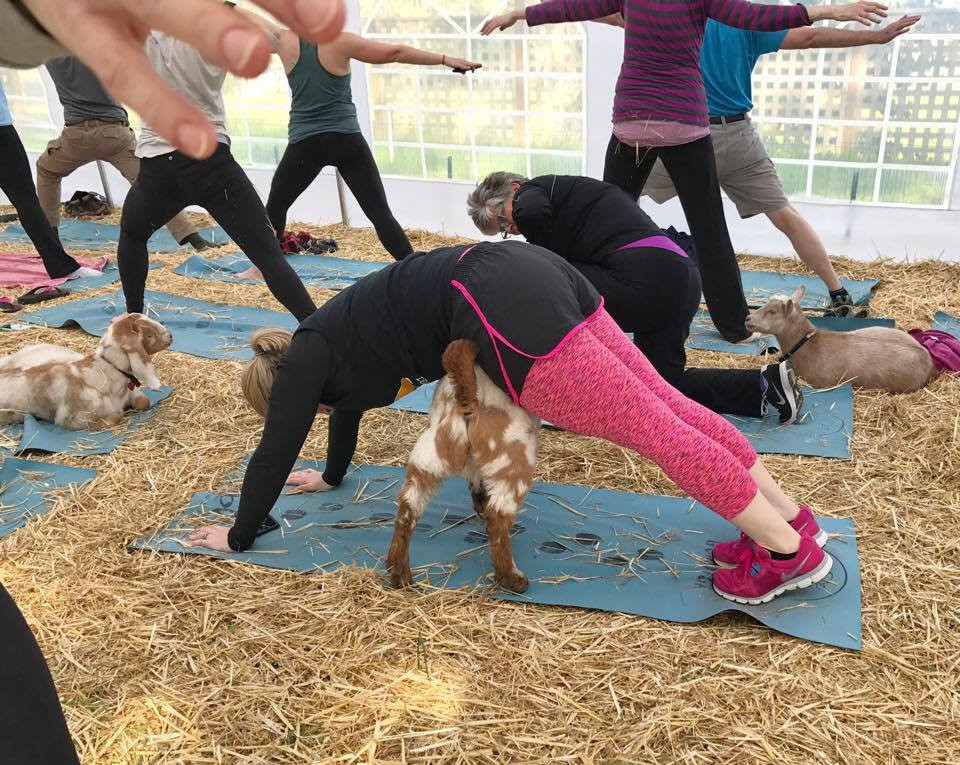 Oringal Goat Yoga-New York景点图片