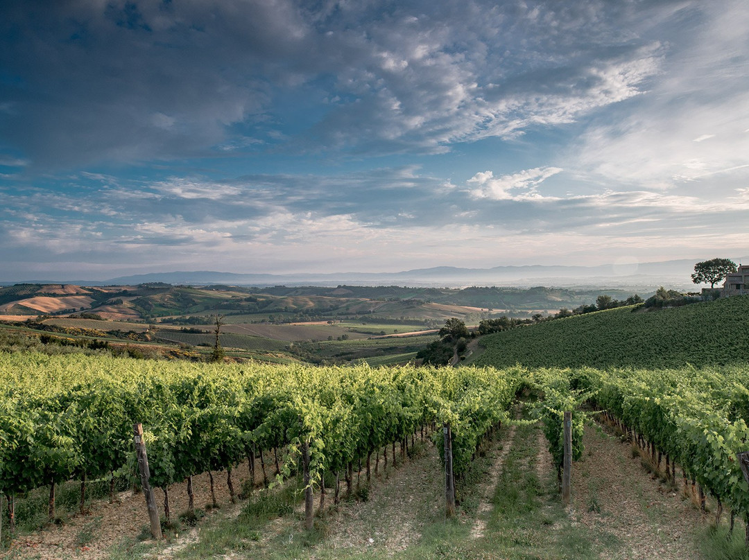 Icario Winery景点图片