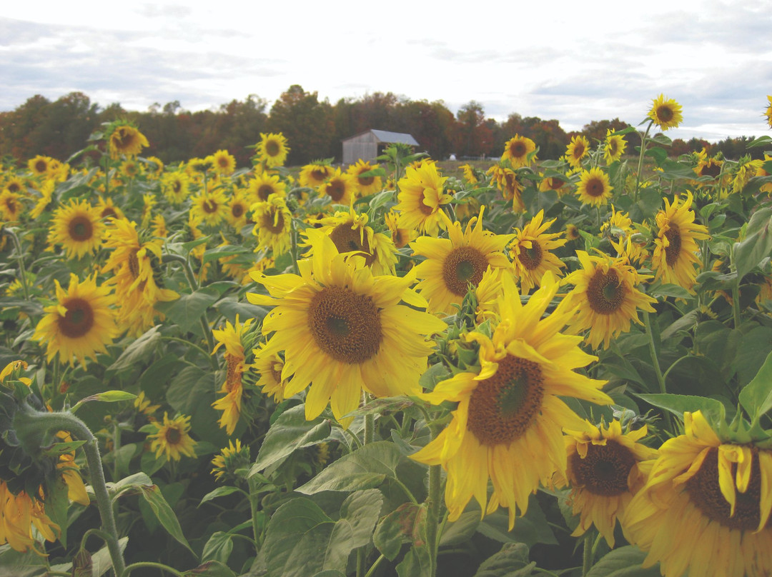 Hudak Farm-Swanton必去景点