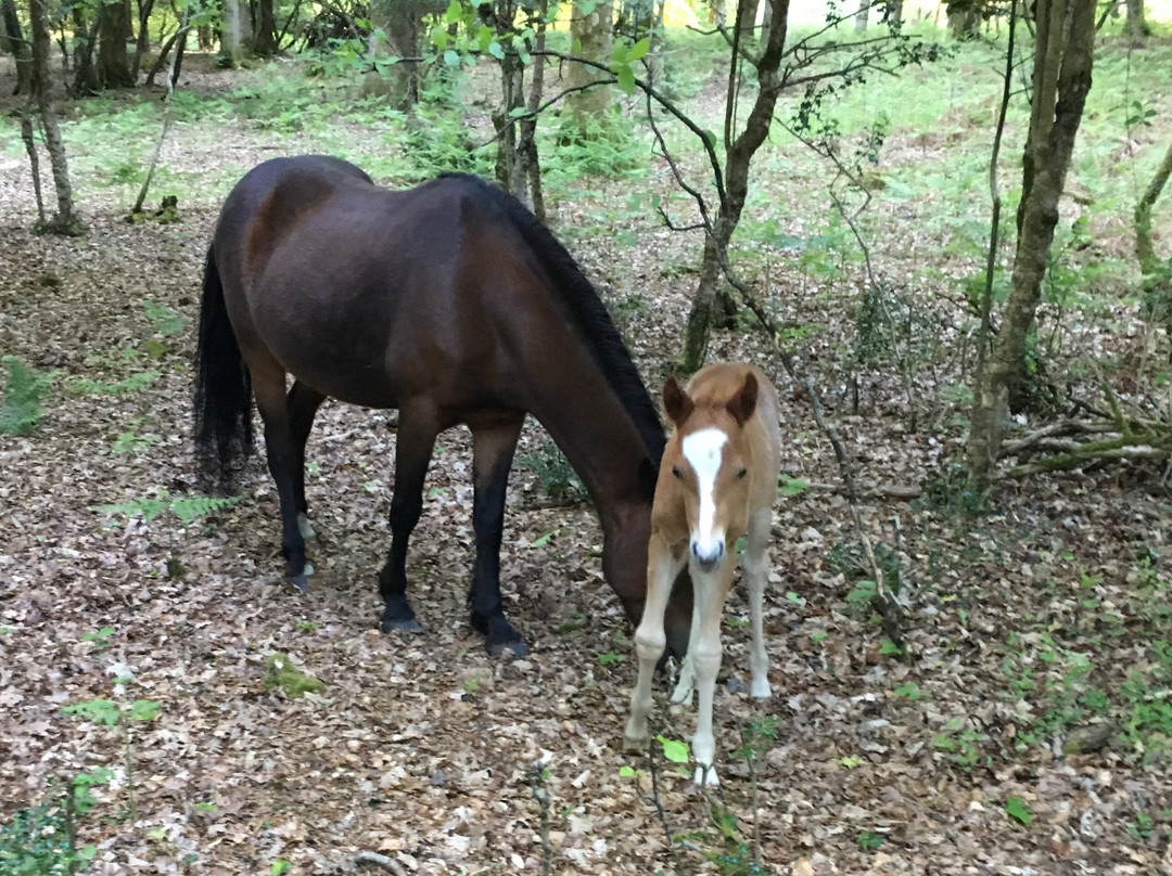 Peel House Bed & Breakfast主图