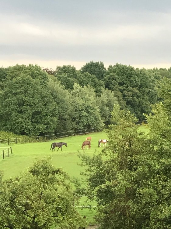 杜塞尔多夫机场美居酒店-酒店景观