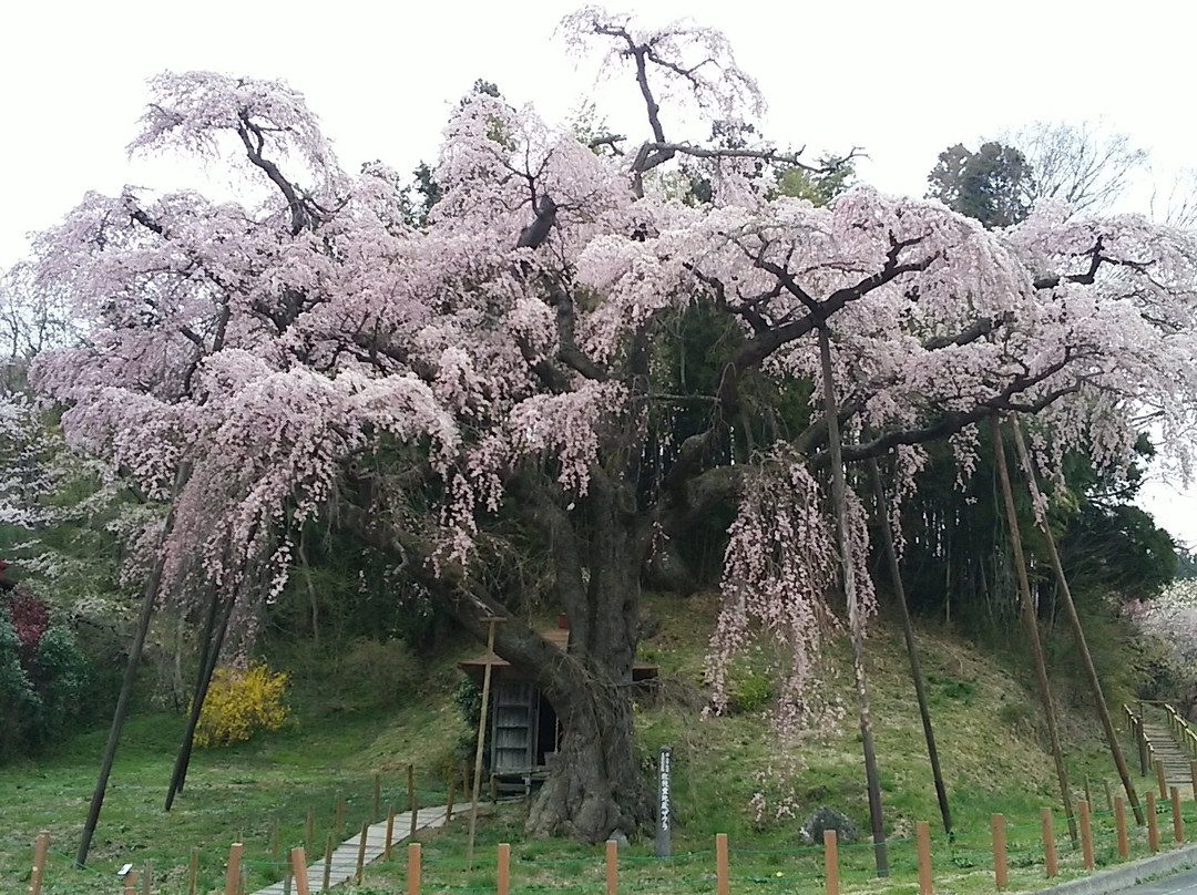 Benishidare Jizozakura-郡山市必去景点