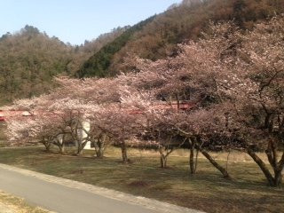 Kamitono Sakura Park景点图片