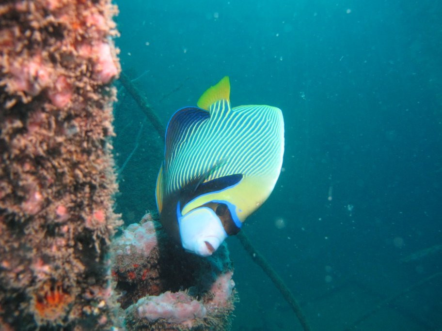 Tropical Diving Kenya景点图片