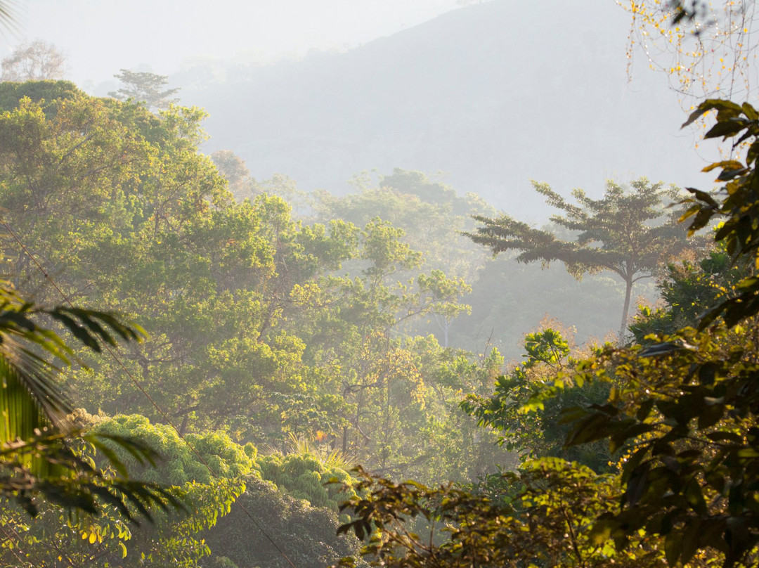 Oro Verde Biological Reserve景点图片