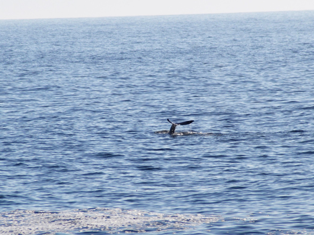 Whale Park-Depoe Bay必去景点