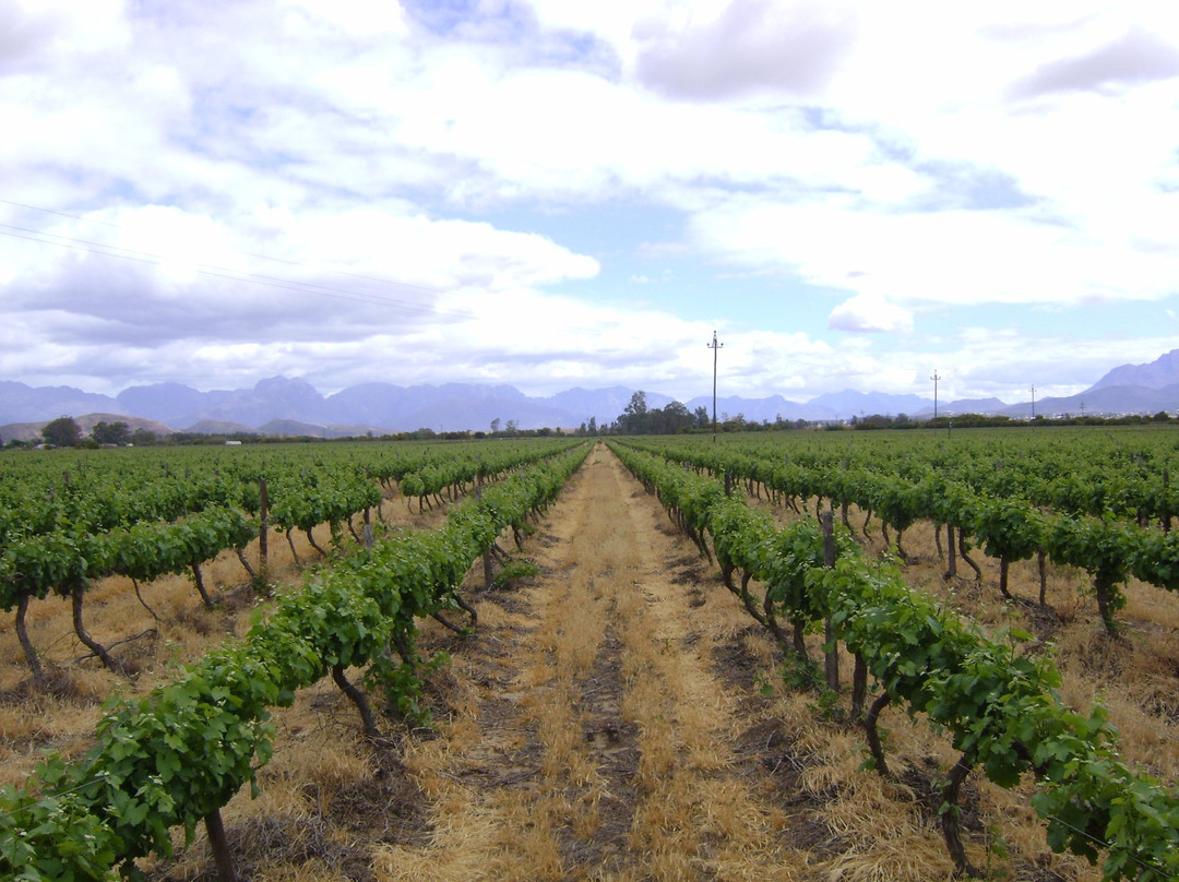Robertson Wine Cellar-Robertson必去景点