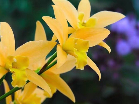 潮州云峰山庄-饶平县必去景点