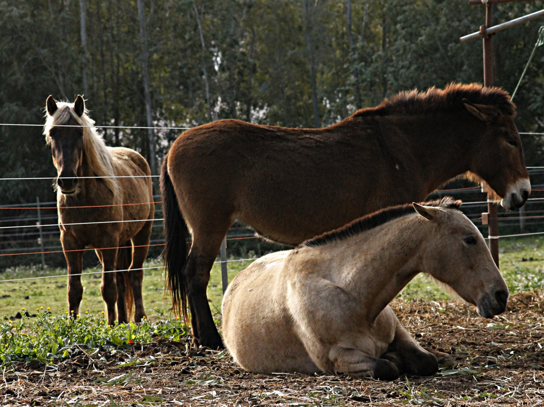 Asd Centro Ippico New Farm-阿尔盖罗必去景点