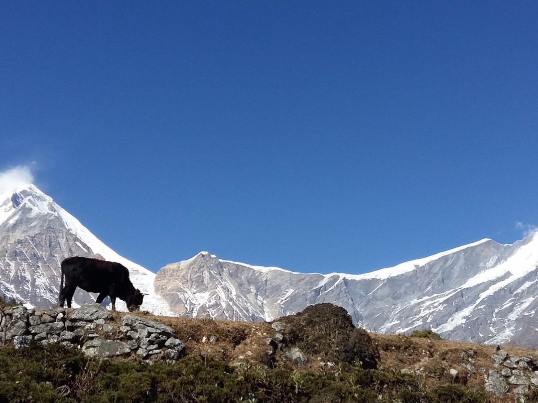 Aroma Nepal Treks & Expedition景点图片