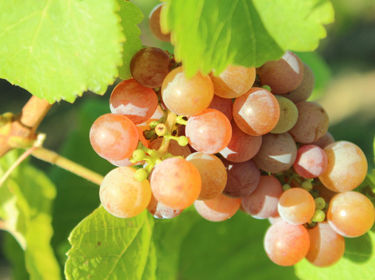 VinoVarlot-斯特拉斯堡必去景点