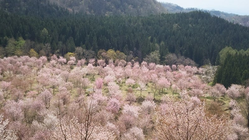Sakura Pass-北盐原村必去景点