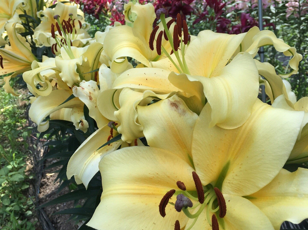 Tanigumi Lily Park-揖斐川町必去景点