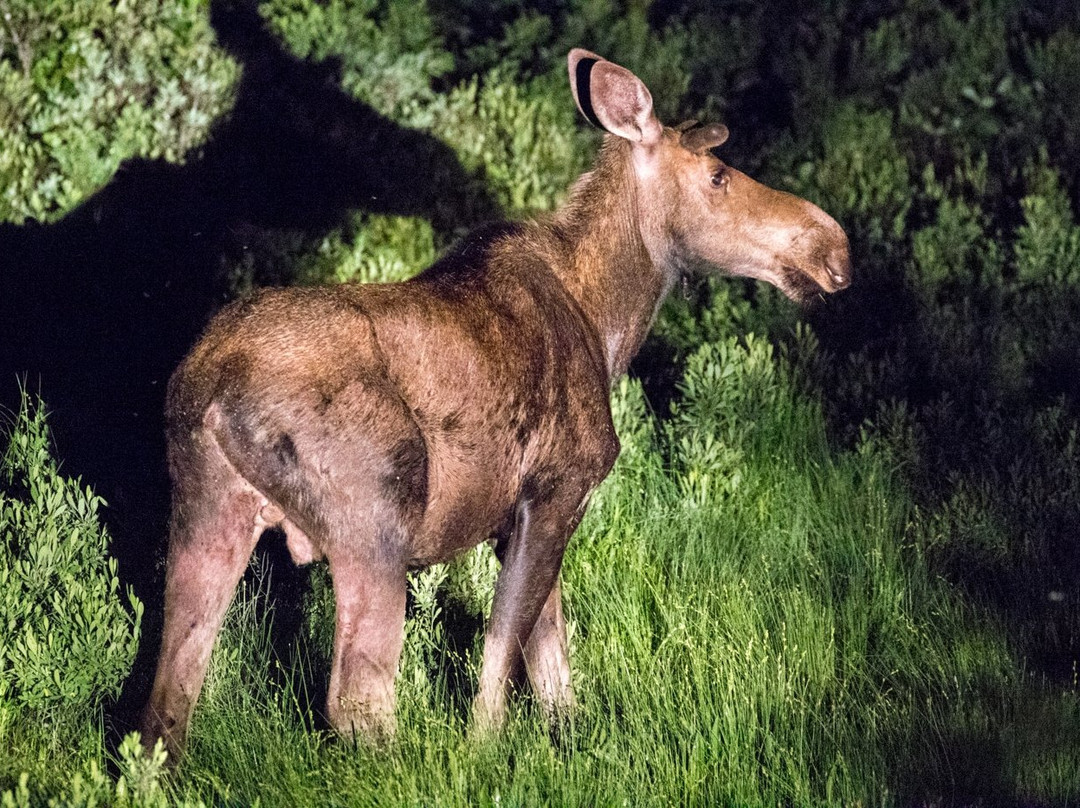Gorham Moose Tours-Gorham必去景点
