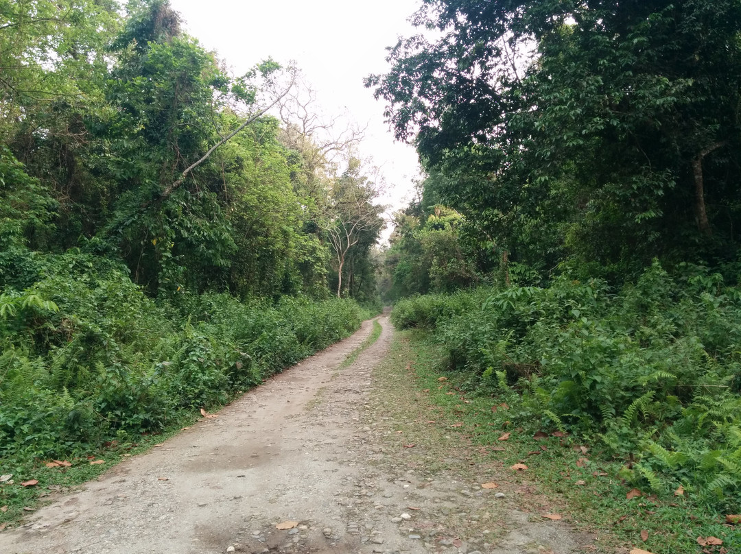 Gorumara Forest景点图片