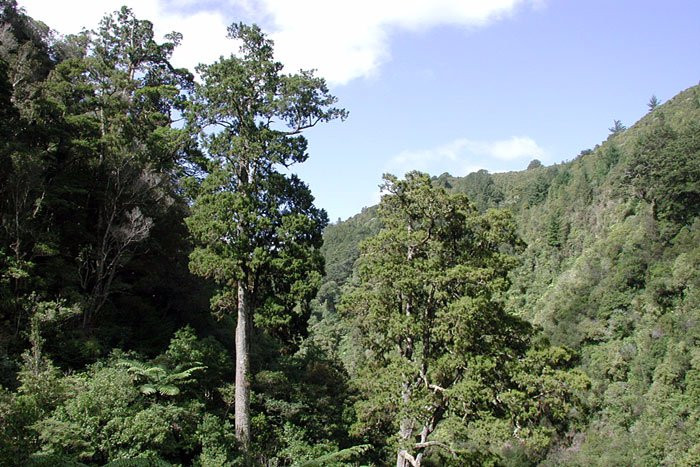 Paengaroa Scenic Reserve景点图片