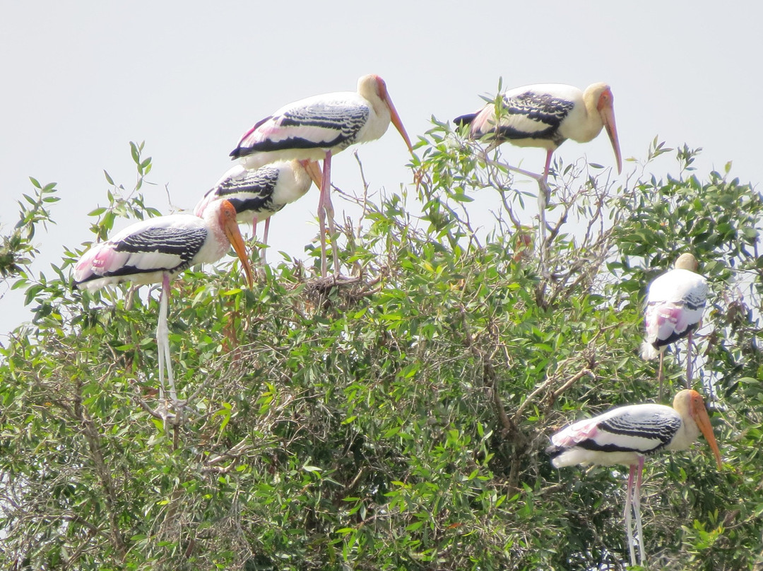 Tram Chim National Park-Cao Lanh必去景点