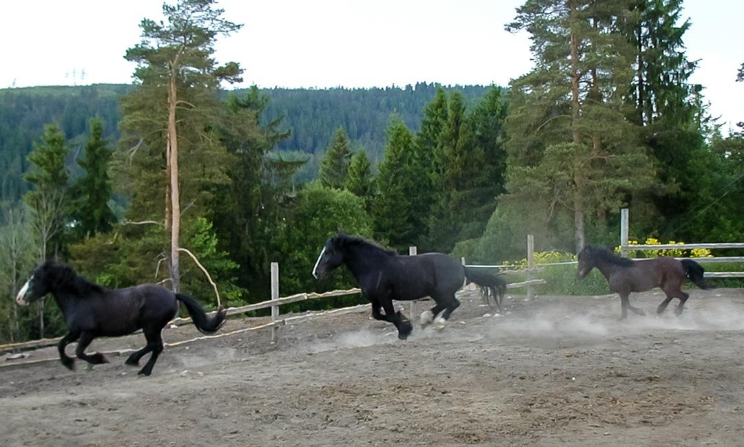 Hauger Farm-奥斯陆必去景点
